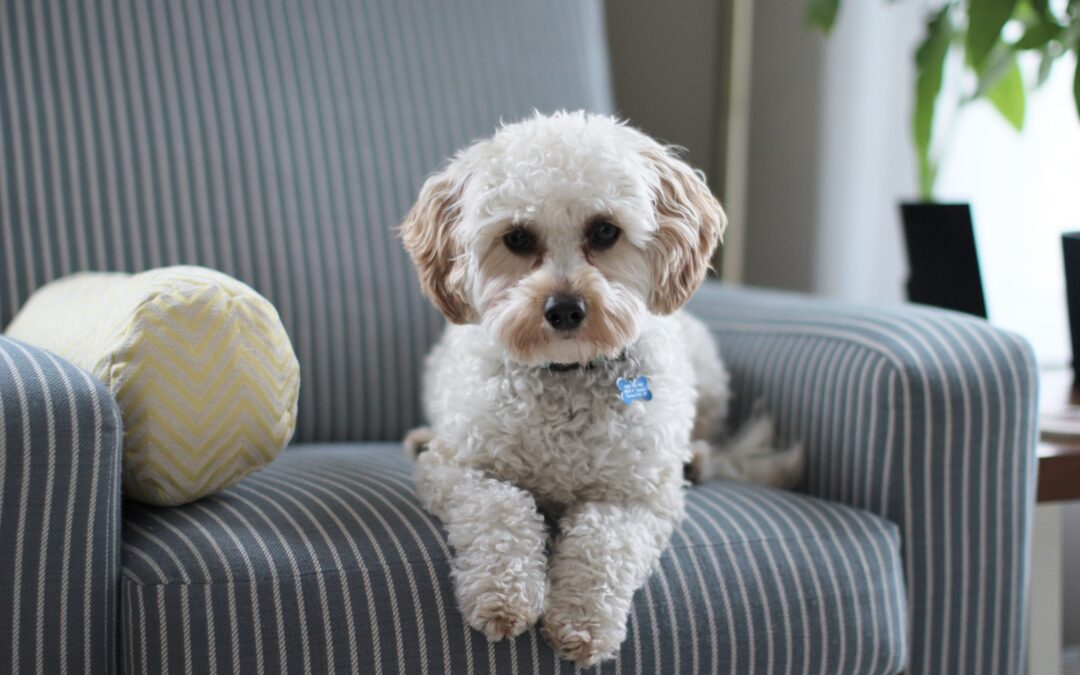 A dog worth fighting for- a sweet little dog on blue pinstriped chair